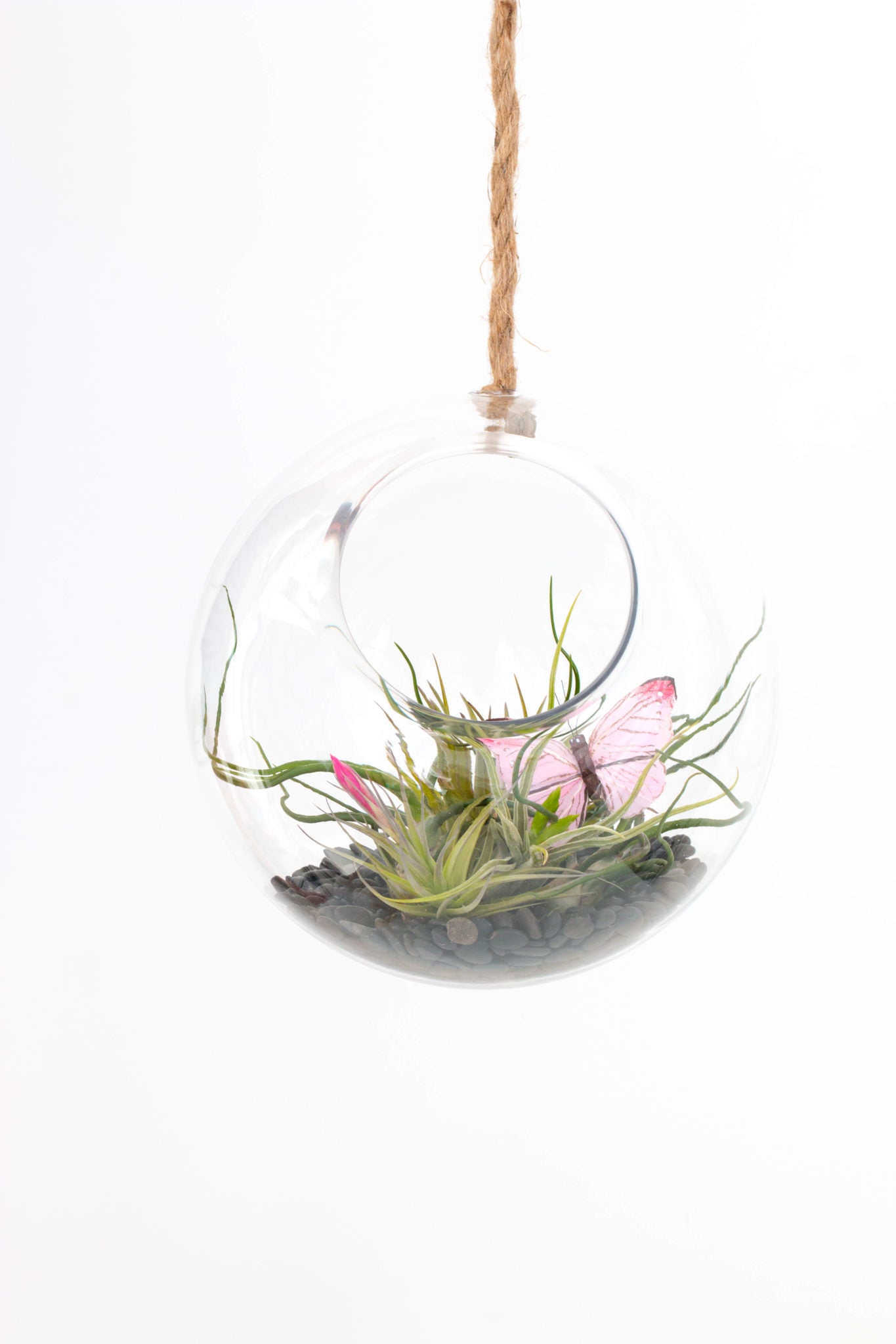 Jumbo Orb Terrarium Gathered Home