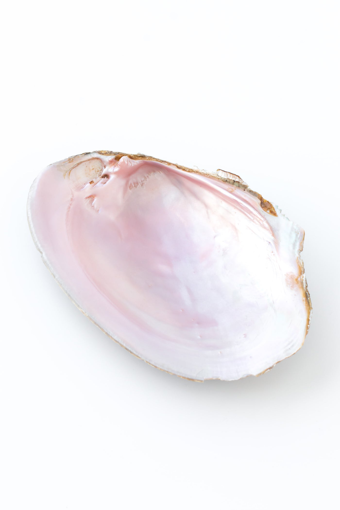 Pink Shell