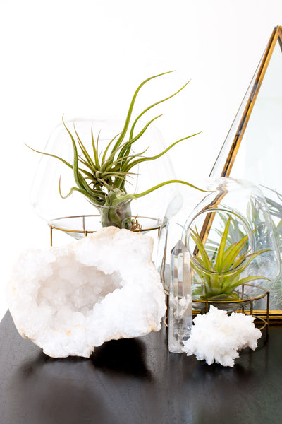 Crystals and Terrariums Gathered Home